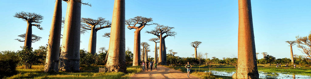 BAOBAB